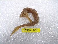 藏品(印度鎌齒魚)的圖片